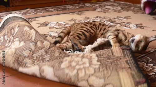 Funny and crazy bengal cat playing at home with toy mouse , horizontal 4k footage. Playful cat