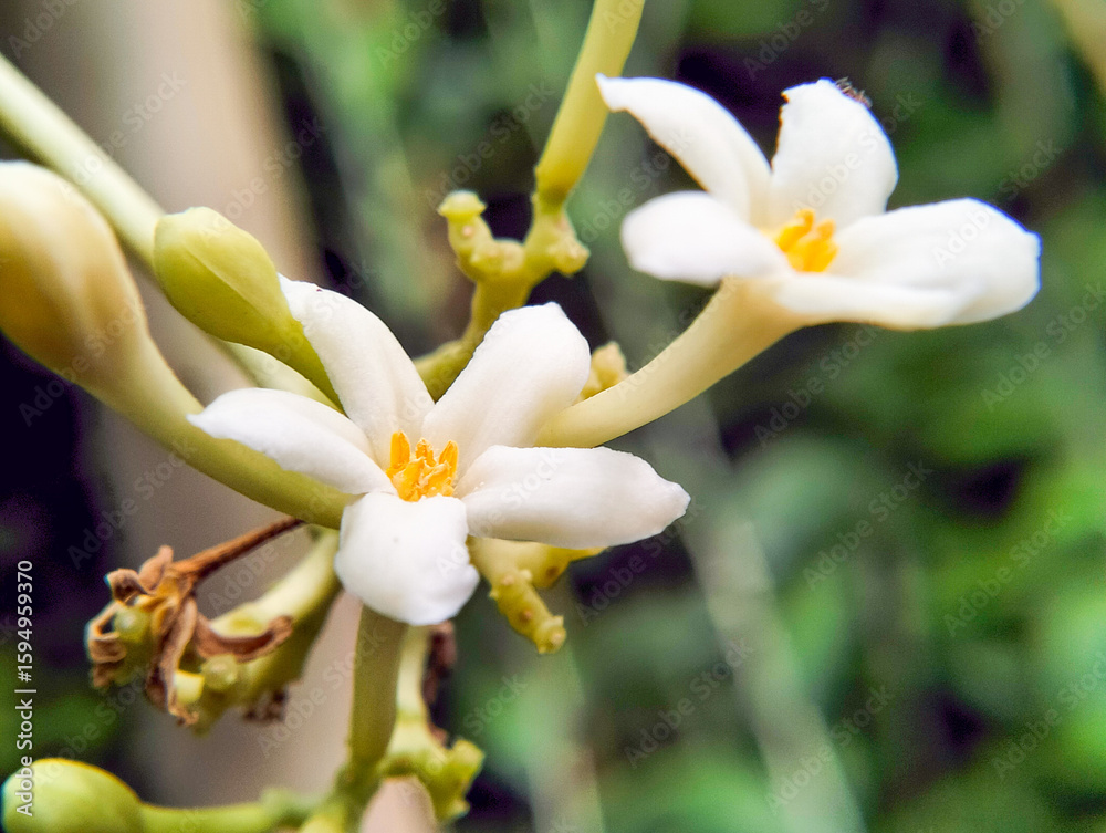 Men's papaya flower, that can't be the fruit male papaya flower, papaya that cannot bear fruit, looks like a finger and blooms like a flower, can be cooked. Men's papaya flower, that can't be the fruit male papaya flower, papaya that cannot bear fruit, looks like a finger and blooms like a flower, can be cooked.