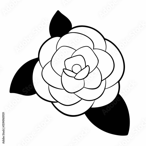 White Camellia Flower on white background