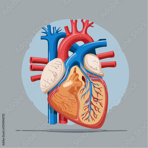 Anatomical Illustration: Detailed medical illustration of a human heart showcasing the intricate network of arteries and veins, highlighting the organ's essential role in health.