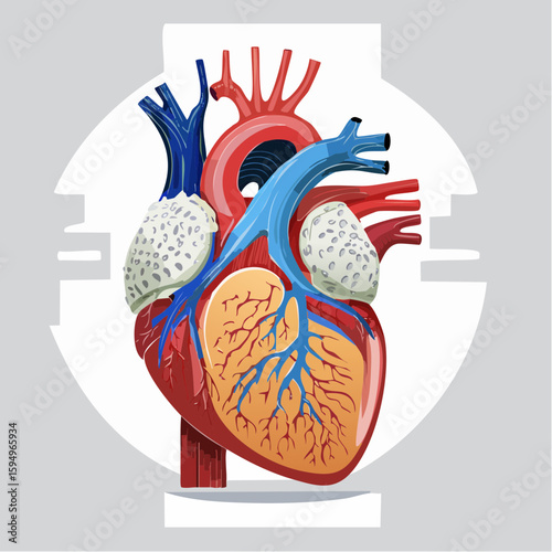 Anatomical depiction of the heart: A detailed, photorealistic illustration showcases the intricate structure of the human heart, highlighting its major components and vibrant hues of red and blue.