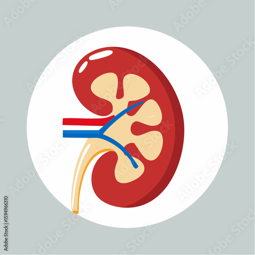 Human Kidney Anatomy Illustration: A detailed, yet accessible, medical illustration provides an insightful view of the human kidney.