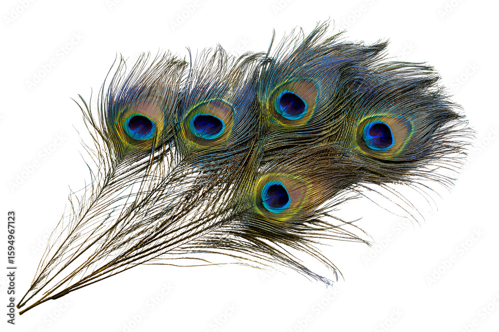Obraz premium Peacock Feather Fan Set Isolated on Transparent Background
