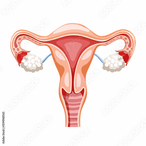 Female Reproductive Anatomy: A detailed illustration of the female reproductive system, showcasing the intricate structure of the uterus, fallopian tubes, and ovaries.