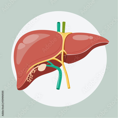 Liver anatomy diagram: A detailed illustration of the liver showcasing its complex structure and internal systems, offering a deep dive into human biology.