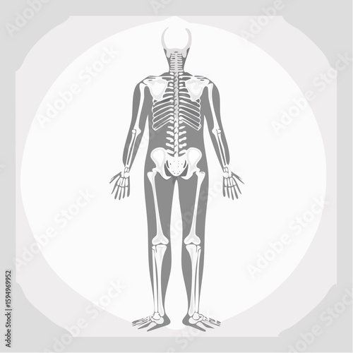 Human Anatomy Skeleton: A detailed illustration of the human skeletal system, providing an educational look at the anatomical structure from a rear view.