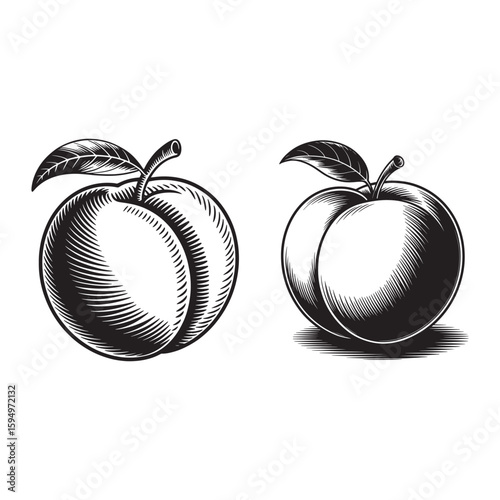 Two black and white illustrations of peaches with leaves fruit