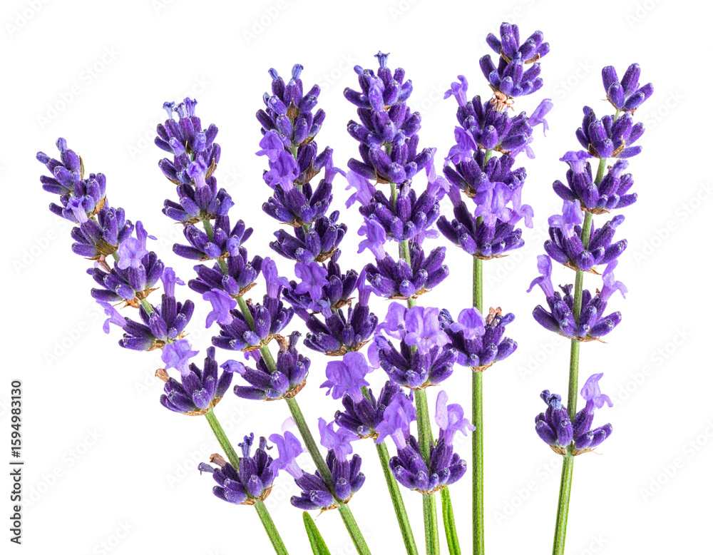 Obraz premium Single Fresh Lavender Stem with Blooming Purple Flowers, Side View, isolated on a transparent background” 