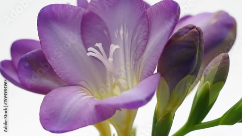 Close-up of a cluster of vibrant purple freesias