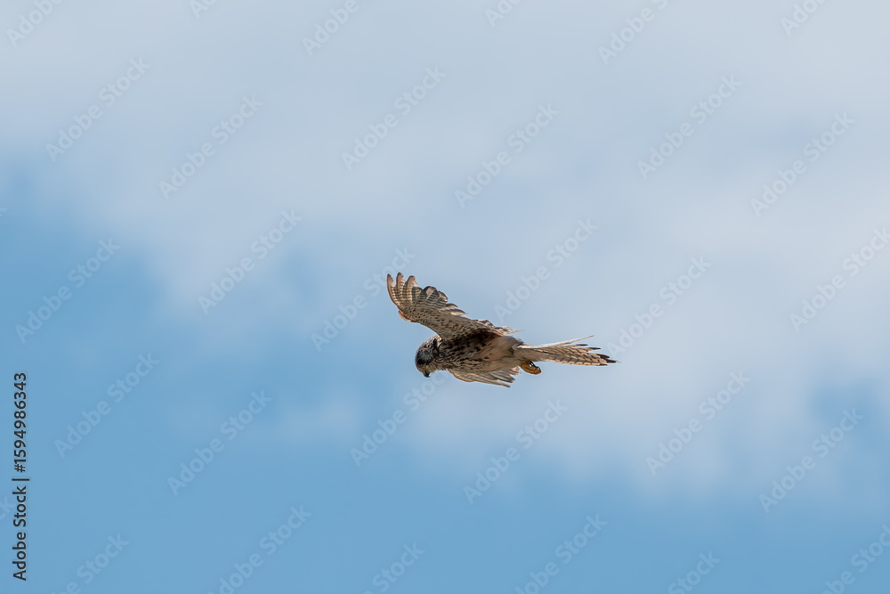 Fototapeta premium Common kestrel, Falco tinnunculus, hovered in the air in search of prey
