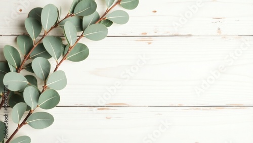 Eucalyptus branches with green leaves on white wooden background