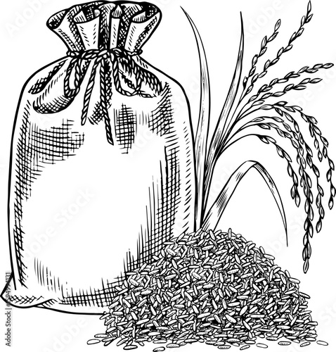 A filled closed burlap bag with a handful of rice and rice grains. Black and white graphics, vector illustrations. A design element for menus, recipes, and cookbooks. For banners, flyers, packaging.
