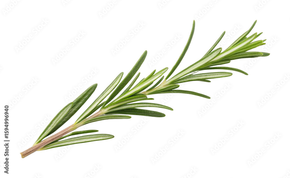 Fototapeta premium Fresh rosemary sprig isolated on white background