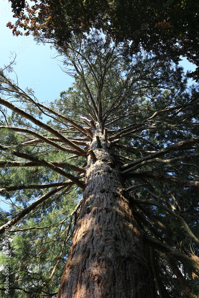 Fototapeta premium Blick von unten in eine Wellingtonien im Kurpark von Bad Herrenalb