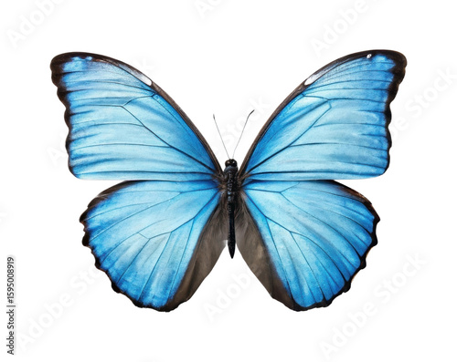 Vibrant blue morpho butterfly with outstretched wings