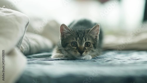 Playful kitten getting ready to charge wiggling its back
