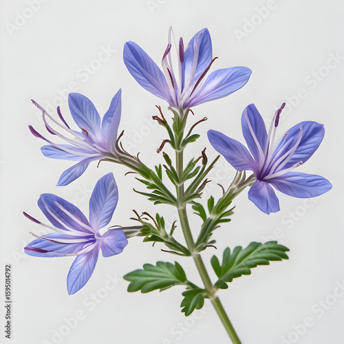 Verbena 3D rendered flower beautifully isolated on a white background with delicate blooms and vibrant textures
