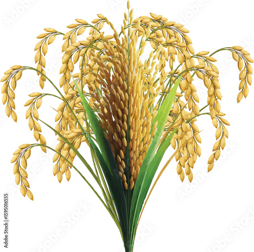 paddy plant