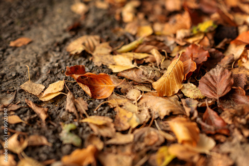 Close-up of brown and orange autumn leaves. High quality photo