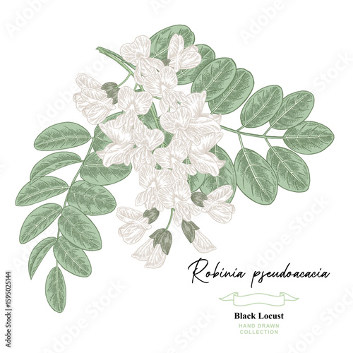 White acacia branch, Robinia pseudoacacia, black locust flowers. Hand drawn acacia flowers. Vector illustration botanical.