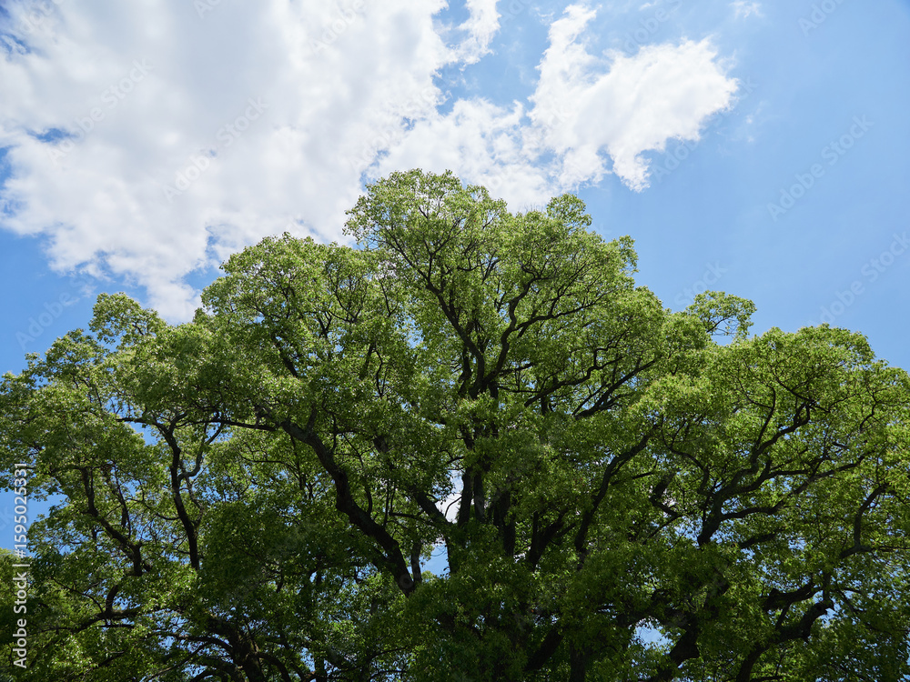 Obraz premium 夏の綺麗な青空と大きな楠の風景