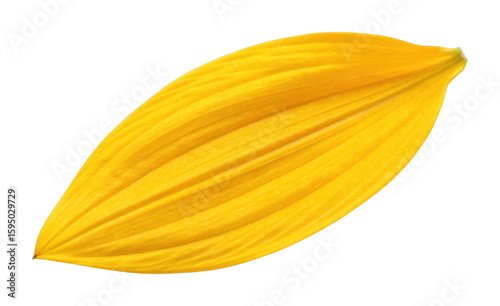 Close-up of a vibrant yellow petal isolated on black