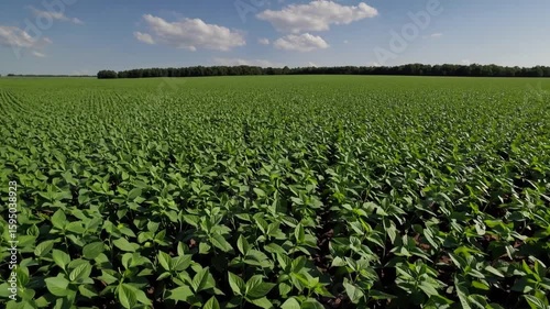 Cultivation of Leguminous Crop Plantation