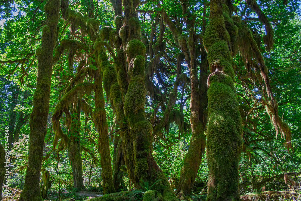 Fototapeta premium Forest with Moss on trees _1