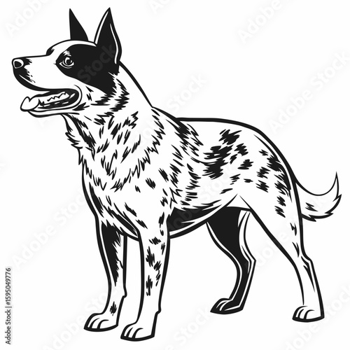 Australian cattle dog with tongue out isolated on white background