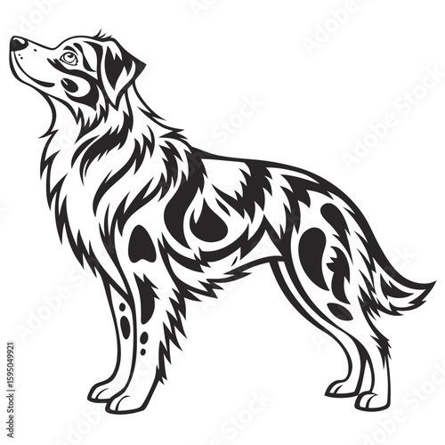 An australian shepherd dog in a black and white illustration