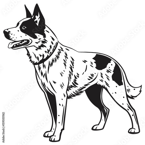 Australian cattle dog standing alert