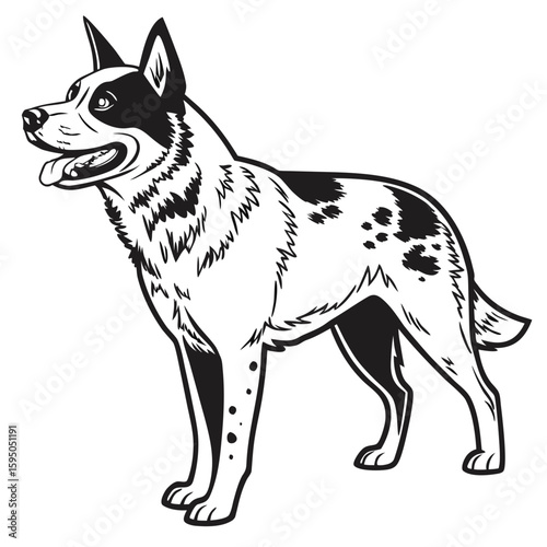 An australian cattle dog stands alert on a white background