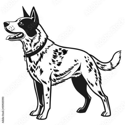 An australian cattle dog stands alert on a white background