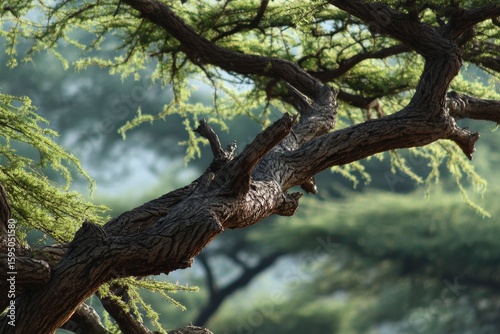 Closeup view of tree branches with green leaves against a blurred green forest background