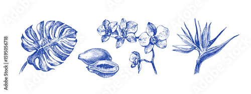 Hand drawn sketch tropical leaves and fruits set. Vintage exotic plants. Vector isolated illustration on white background