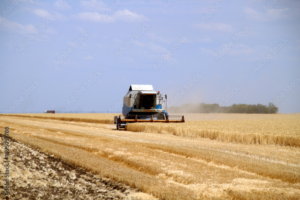 Fototapeta premium combine harvester in field