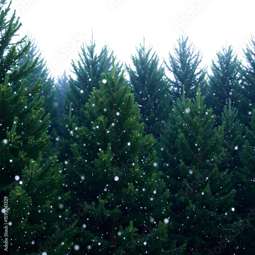 Snowflakes falling gently on soft background for winter or holiday theme  