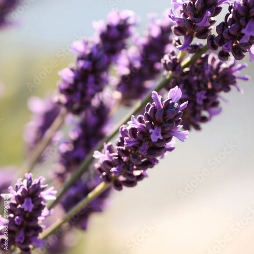 Close-up of vibrant lavender flowers in dramatic purple hues  