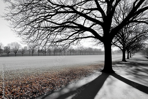 Winter Landscape Black and White Photograph of a Tree Casting a Shadow on Snow Covered Ground