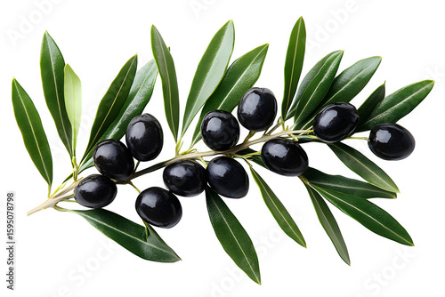 Wallpaper Mural Olive branch with black olives on white background isolated Torontodigital.ca