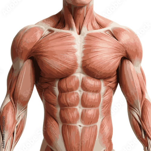 Muscular System of the Upper Body
