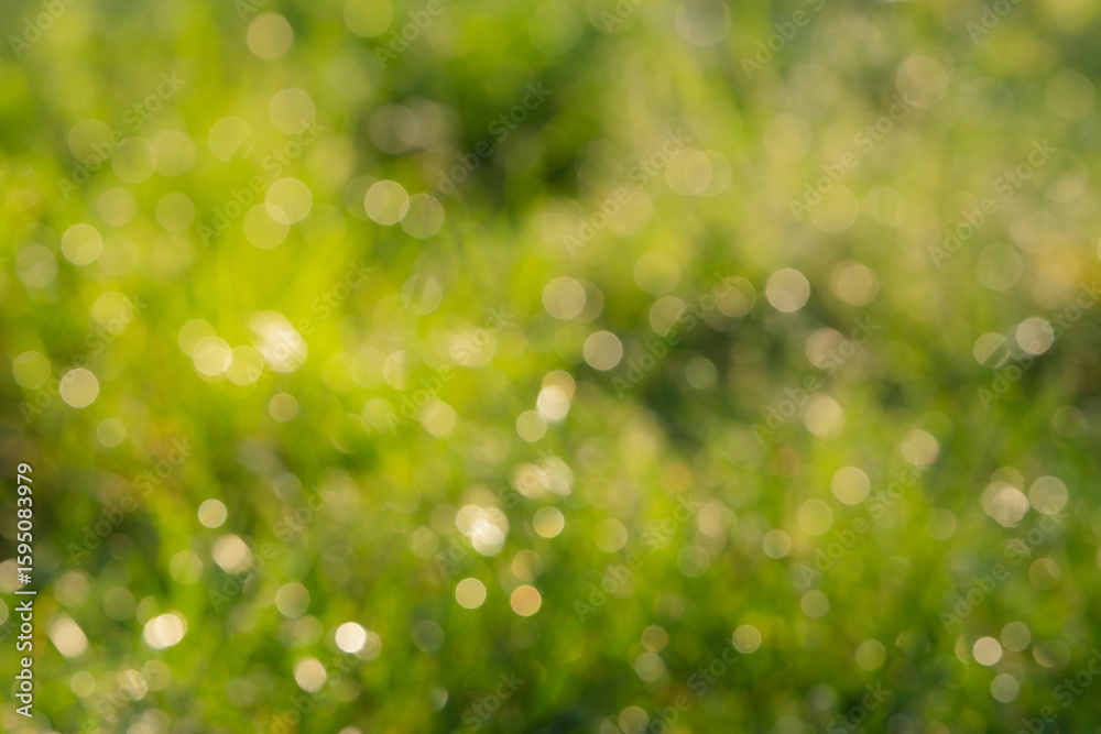 Obraz premium Grass in sunlight.Dew and bokeh on light green fresh wet greens in morning.