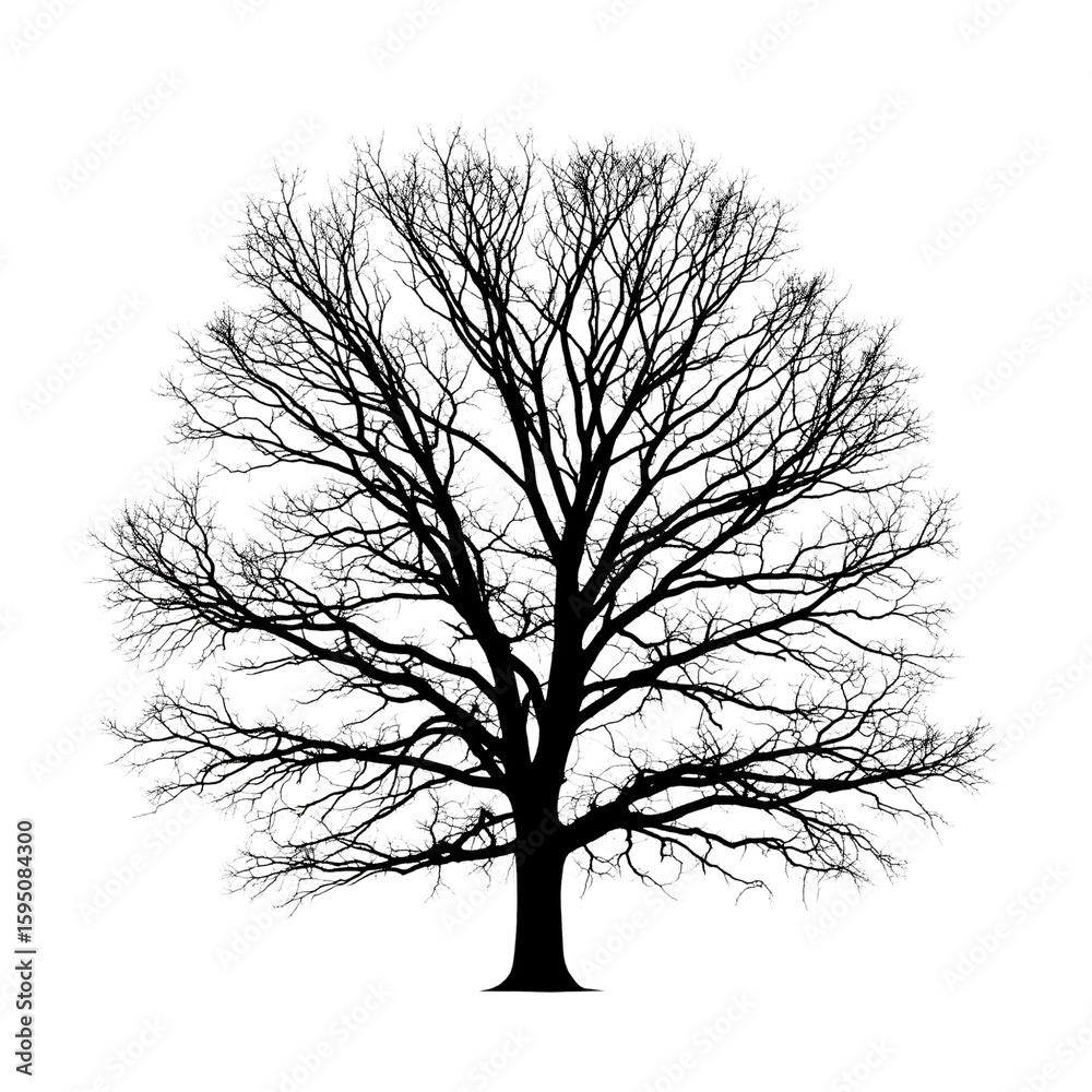 Fototapeta premium Detailed overhead view of a lush green deciduous tree isolated on transparent background