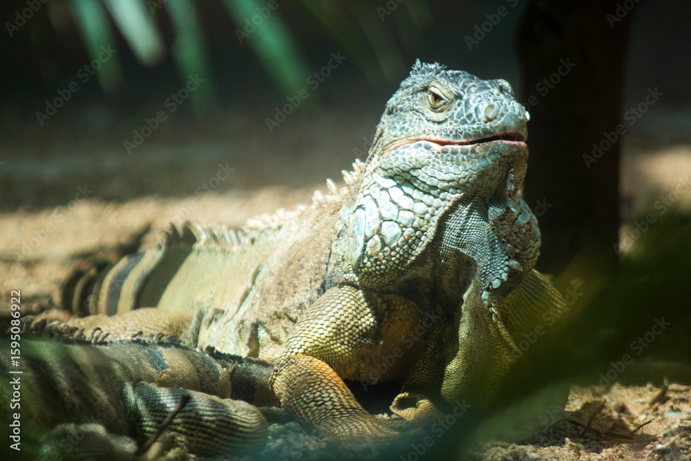 Fototapeta premium Territorial Majesty: Close-Up of a Wild Lizard