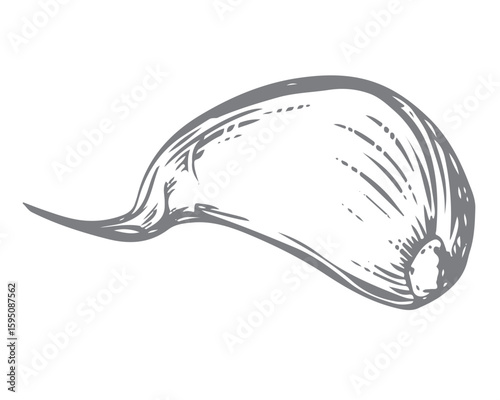 Vector sketch of a garlic clove, hand drawn. Illustration in the style of engraving. Detailed drawing of aromatic seasoning in ink. The clove of garlic lies on the table. Perfect for a menu, label.