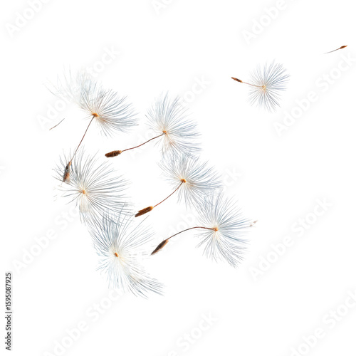 Floating, delicate, white organisms