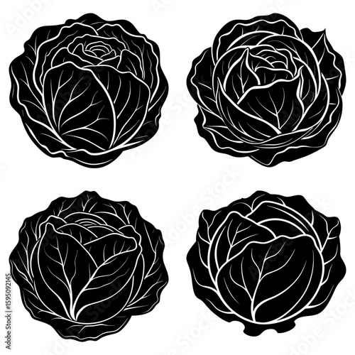 Four black and white cabbage heads with detailed leaf venation arranged in a square pattern on white