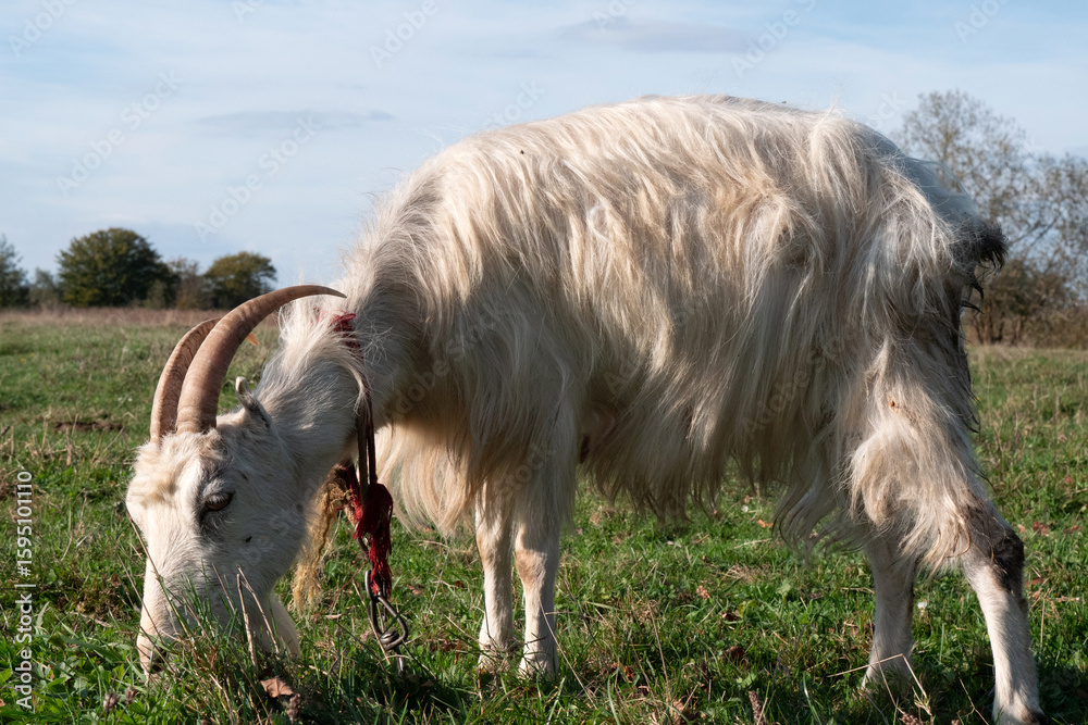 Fototapeta premium A goat is grazing in a field on a leash. Livestock farming.