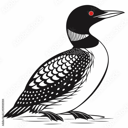 A common loon bird isolated on white background