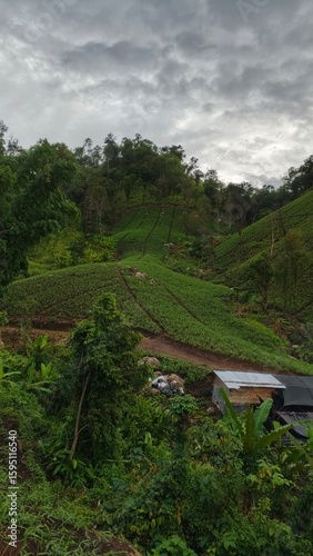 rice terraces in bali